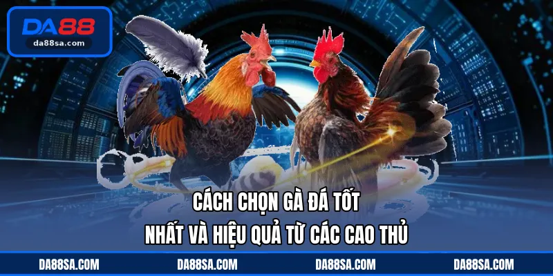 cách chọn gà đá tốt