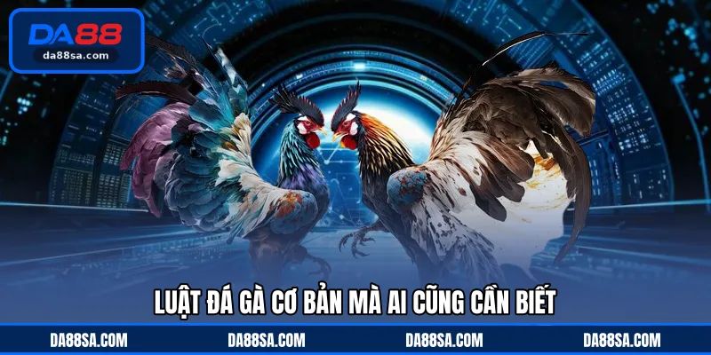 Luật đá gà cơ bản mà ai cũng cần biết