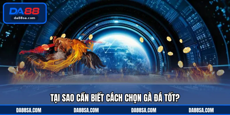 Tại sao cần biết cách chọn gà đá tốt?